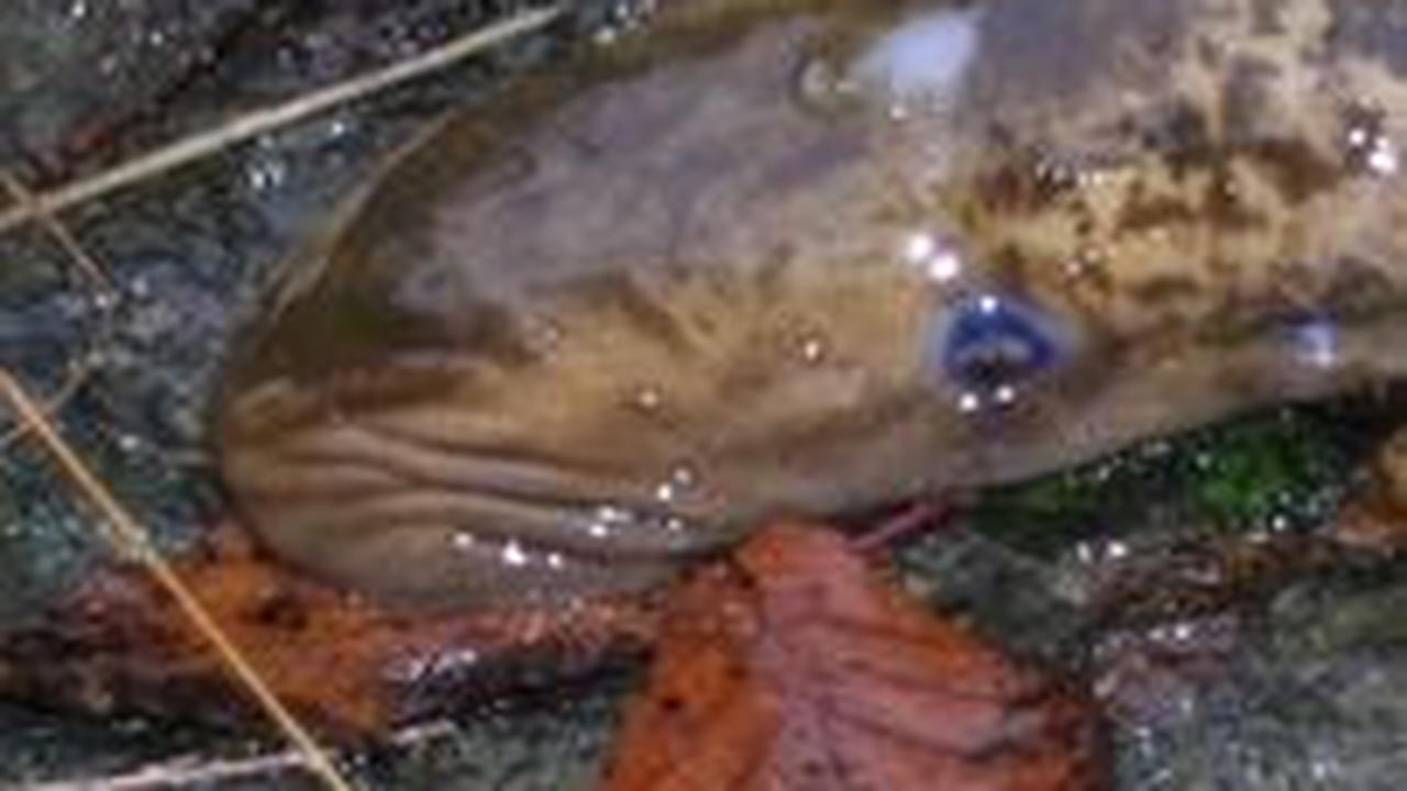 7. Lamprey Laut