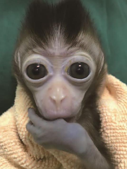 Foto yang dirilis 24 Januari 2019, monyet kloning yang lahir 12 Oktober 2018 di sebuah lembaga penelitian, Shanghai. Eksperimen klon untuk membantu penelitian terkait masalah tidur, depresi dan penyakit Alzheimer. (HO/CHINESE ACADEMY OF SCIENCES INST/AFP)