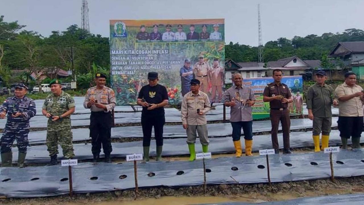 Pulau Terluar Aceh Beraksi: Bupati Simeulue Intensifkan Pemanfaatan Lahan Kosong untuk Ketahanan Pangan