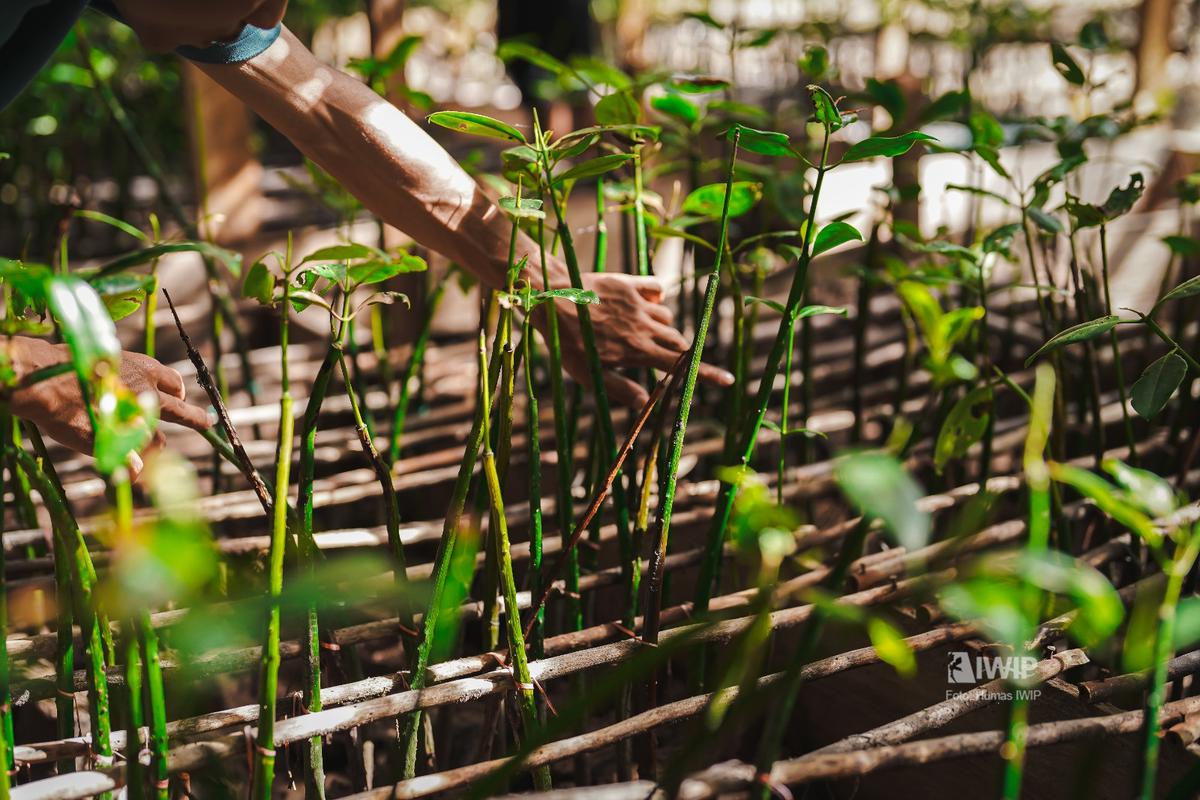 Perkuat Ekosistem Pesisir, IWIP Perluas Rehabilitasi Mangrove di Maluku Utara