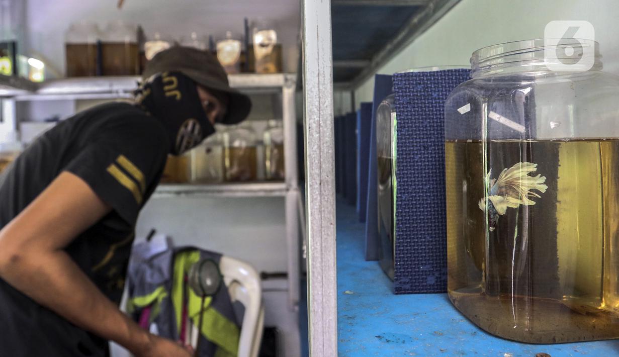 Pekerja melakukan perawatan ikan cupang hias di Galeri Simprug Betta Fish, Jakarta, Jumat (7/8/2020). Ikan cupang hias di sini dijual dengan harga Rp 50 ribu hingga Rp 3,5 juta per ekor. (Liputan6.com/Johan Tallo)