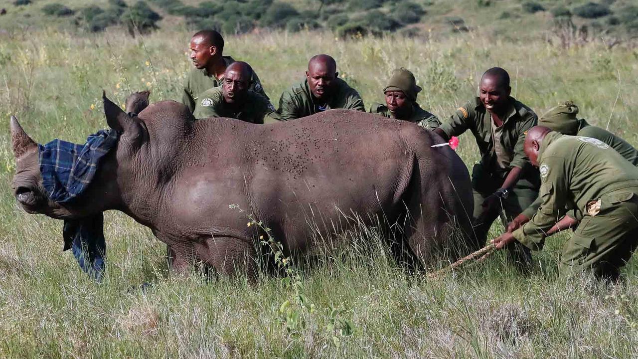 FOTO:  Melihat Penandaan Telinga Badak di Kawasan Konservasi Margasatwa Lewa Kenya