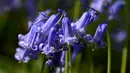 Bunga bluebell liar, yang mekar sekitar pertengahan April mengubah hutan menjadi hamparan biru seperti karpet di Hallerbos, juga dikenal sebagai "Hutan Biru", dekat kota Halle, Belgia, Rabu (15/4/2020). Tahun ini wisata keindahan hamparan bunga itu ditutup karena pandemi Covid-19. (JOHN THYS/AFP)