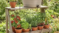 12 Ide Kebun Sayur Rumah dengan Sistem Siram Otomatis Sederhana, Praktis dan Hemat Air