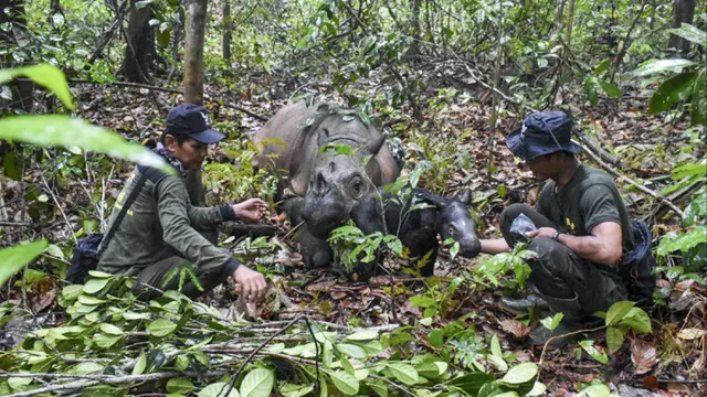 Kelahiran Badak Sumatera Kedua di Tahun 2023, Menandakan Komitmen Pemerintah Indonesia dalam Konservasi Badak (Handout/Indonesian Ministry of Environment and Forestry/AFP) (Handout/Indonesian Ministry of Environment and Forestry/AFP)