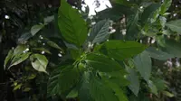 Kolaborasi Pemprov Sumut dengan 6 Universitas Teliti Tanaman Herbal untuk Cegah Covid-19
