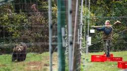 Pusat penyelamatan ini khawatir akan ada lebih banyak beruang yang membutuhkan tempat berlindung karena negara tersebut telah mengizinkan perburuan spesies yang dilindungi. (Mihai Barbu/AFP)