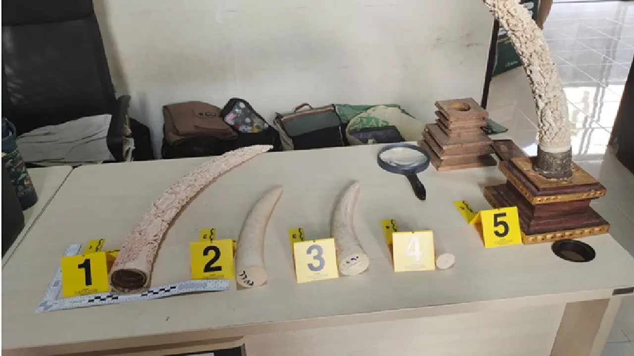 Gading Gajah Dijual Sebagai Kerajinan di Toko Seni, Tersangka Terancam Penjara 15 Tahun
