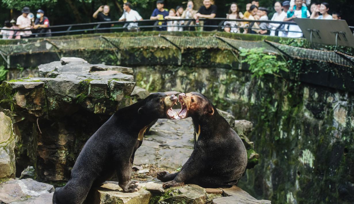 Kebun binatang menyebut bahwa itu memang beruang madu asli bukan orang yang menyamar jadi beruang. (STR / AFP)