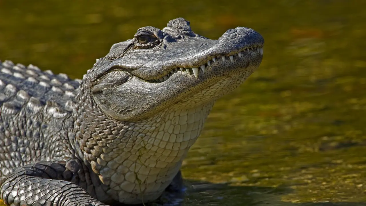 Kronologi Bocah 2 Tahun Hilang Diseret Alligator