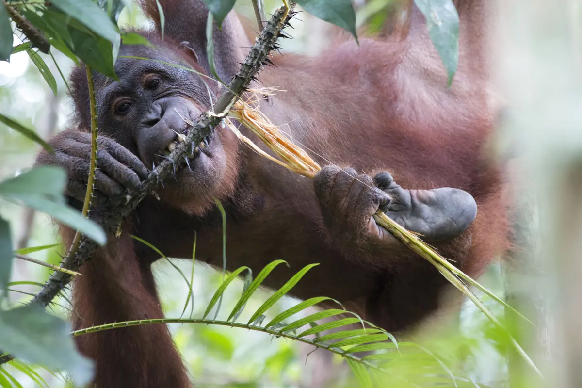 Perjalanan Emosional Johny dan Desi Kembali ke Hutan