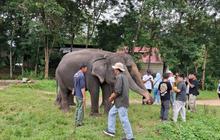 Penutupan Taman Nasional Way Kambas untuk Wisata Dimulai Hari Ini