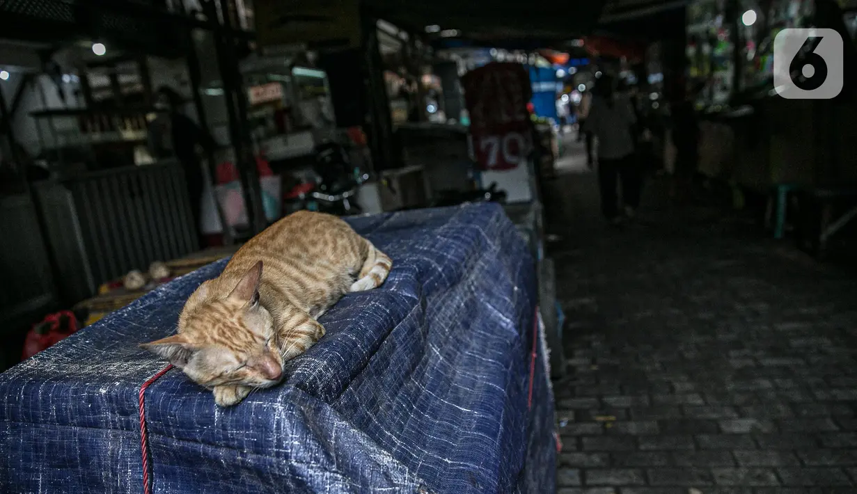 Seekor kucing terlihat di Gang Gloria, Pancoran, Glodok, Jakarta, Rabu (2/2/2021). Meski begitu, masih ada pembeli setia yang berkunjung ke tempat tersebut pada akhir pekan. (Liputan6.com/Faizal Fanani)