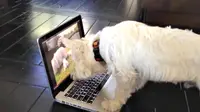 Seekor anjing jenis Westie berusaha mencari cara mengeluarkan seekor anak anjing yang ‘terjebak’ di dalam laptop.
