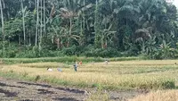 Pemkab Pasaman Barat Tetapkan 7.275 Hektare jadi Lahan Pertanian Pangan Berkelanjutan