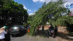 Pengendara motor melewati pohon yang hampir tumbang dan melintang di Jalan Raya Pondok Cabe, Tangerang Selatan, Banten, Sabtu (21/1/2023). Pohon ceri tersebut hampir tumbang awalnya disebabkan adanya perbaikan kabel telekomunikasi yang ditinggalkan begitu saja oleh teknisi. (merdeka.com/Arie Basuki)