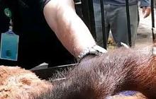 Kisah Pilu Logos, Orang Utan Kalimantan yang Diselundupkan ke Pulau Jawa