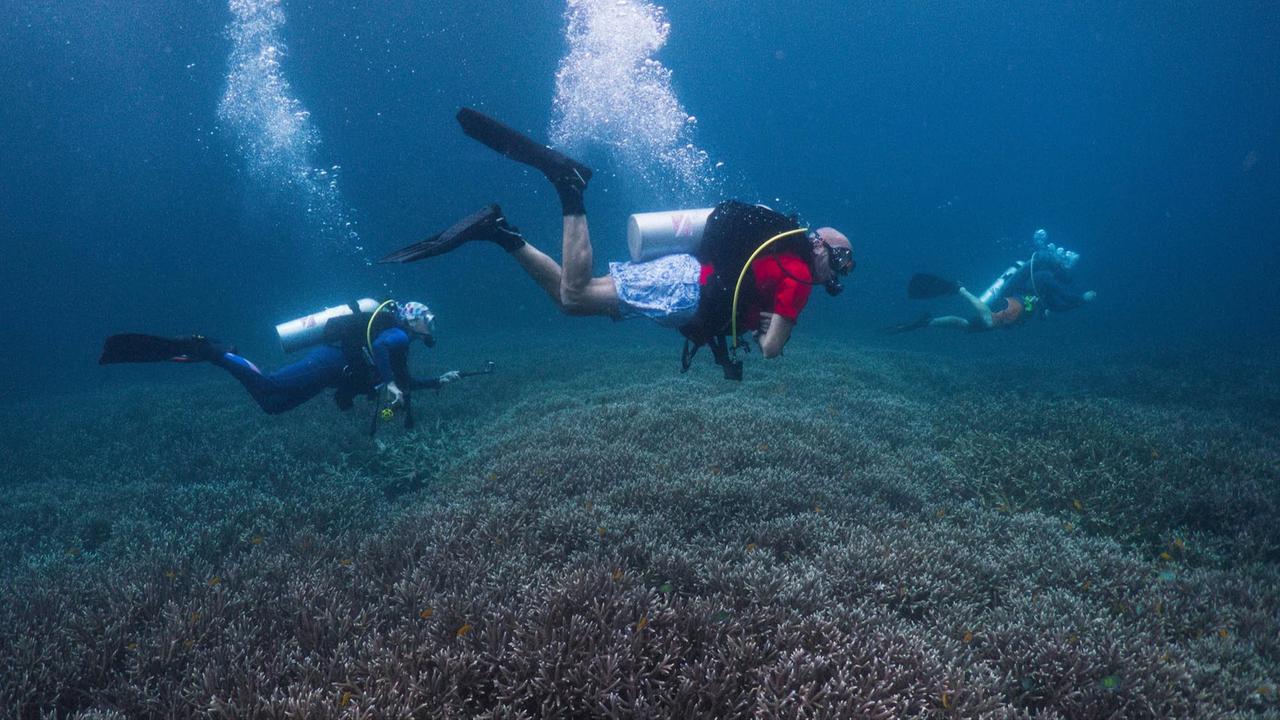 FOTO: Raja Ampat Hadapi Tekanan di Tengah Keajaiban Bawah Laut