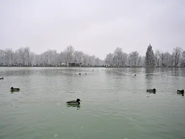 Bebek berenang saat salju turun di Taman Retiro di pusat kota Madrid (7/1/2021). Sebuah peringatan telah dikeluarkan di seluruh negeri karena badai Filomena yang menyebabkan penurunan suhu dan hujan salju yang besar di seluruh Spanyol. (AFP/Gabriel Bouys)