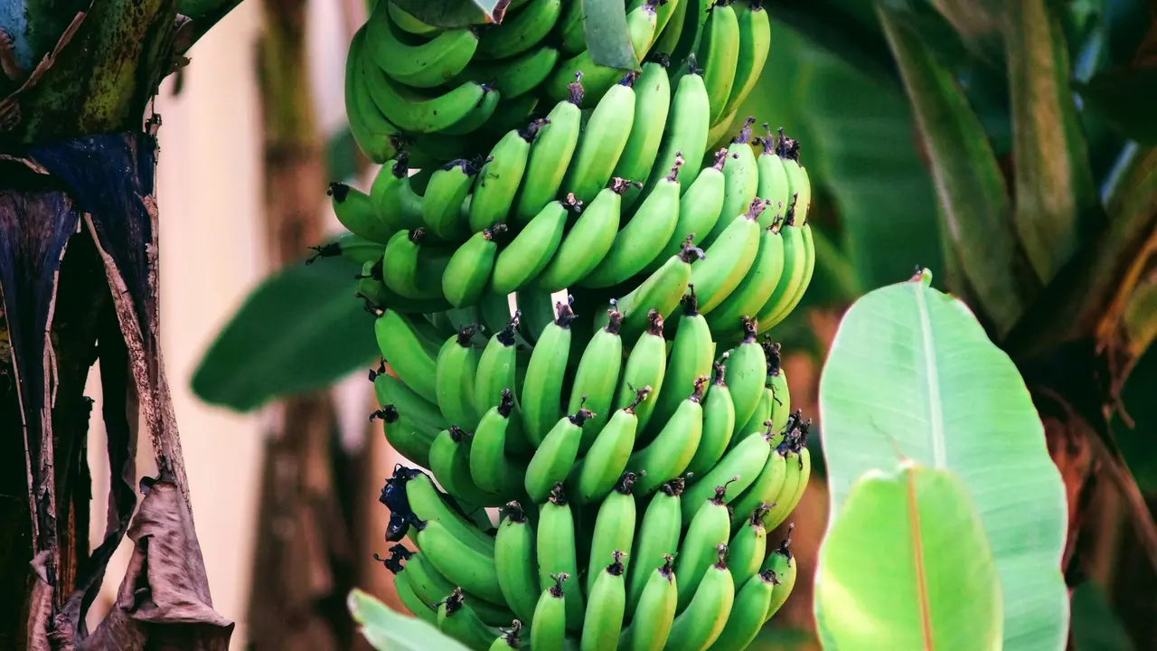 Pisang Matang di Seoul saat Musim Panas yang Terik Memicu Mekarnya Buah Tropis