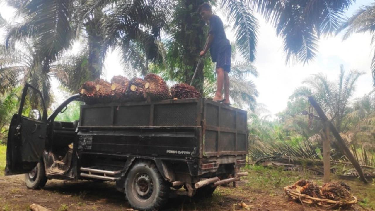 Wamentan Bongkar 139 Pabrik yang Beli Sawit di Bawah Harga Acuan