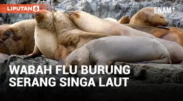 Waspada! Wabah Flu Burung Serang Singa Laut di Argentina, Penularan Bahkan Bisa ke Manusia