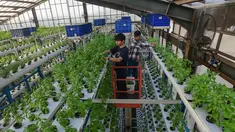 Pekerja melakukan panen sayuran hidroponik pada area vertikal farming Ladang Farm di kawasan Jakarta Selatan, Jumat (25/7/2025). (merdeka.com/Arie Basuki)