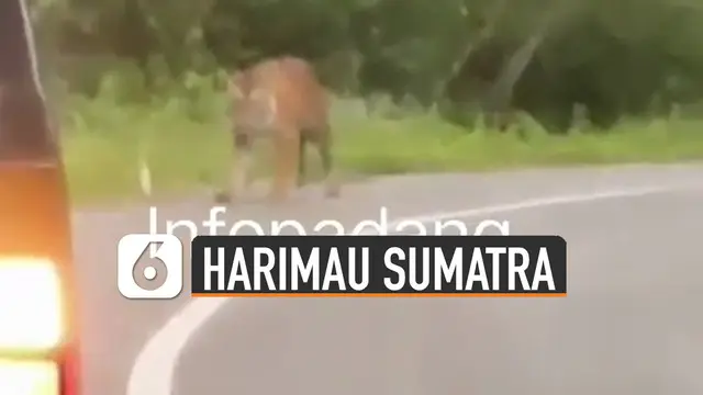 VIDEO: Viral Harimau Sumatera Berkeliaran di Jalan