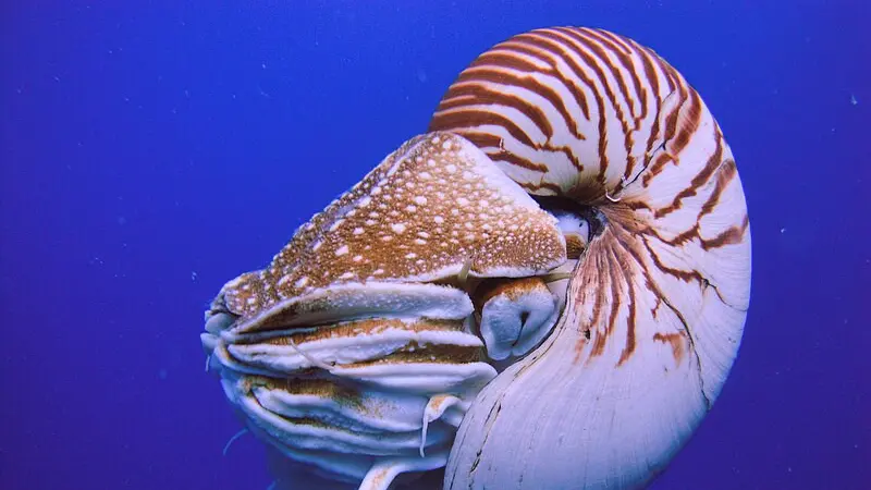 Eksplorasi 9 Spesies Hewan Laut Tertua yang Masih Hidup Hingga Sekarang
