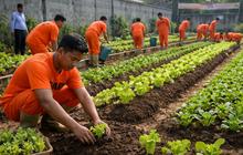 KUHAP Baru Atur Pidana Kerja Sosial, Pelaku Bisa Dihukum Menanam Sayur hingga Membuat Konblok