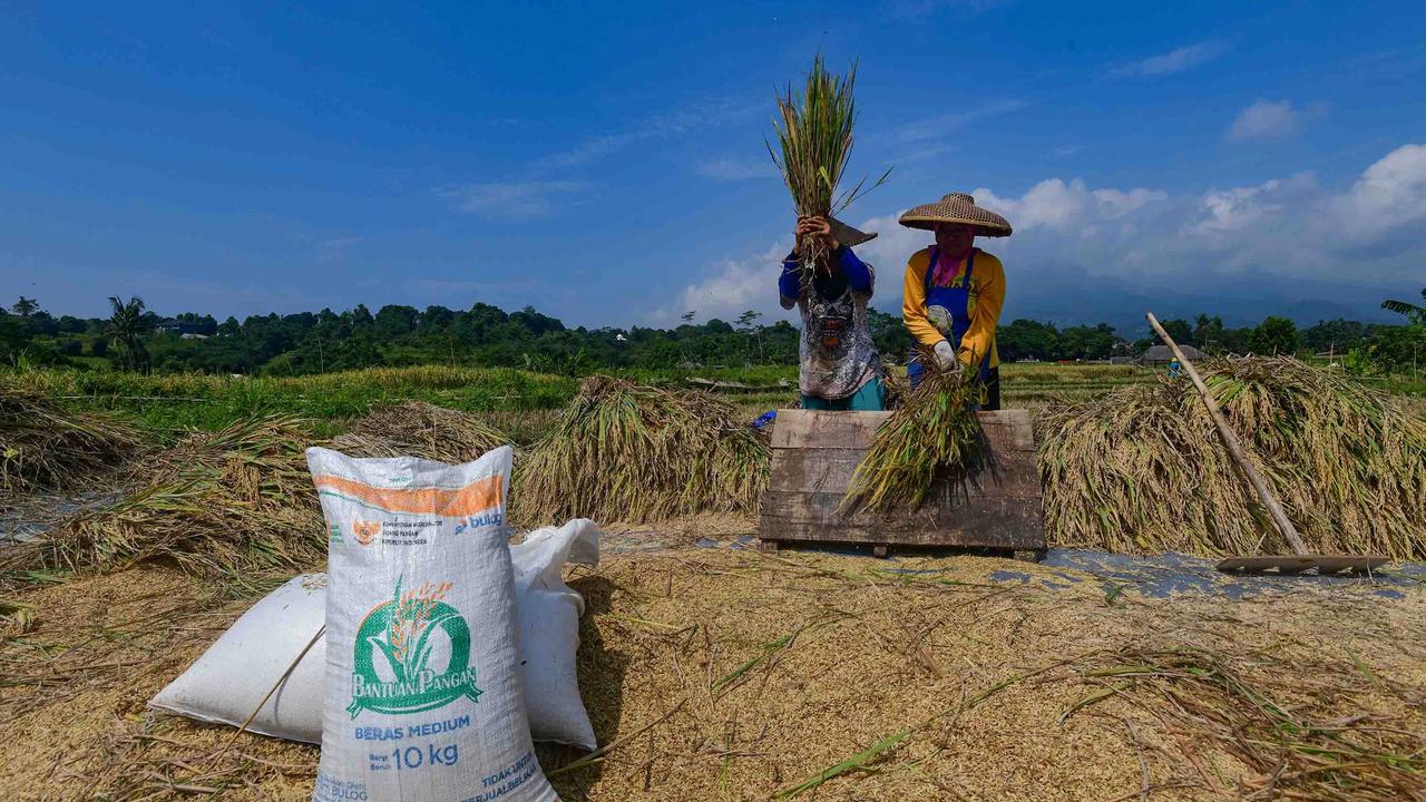 FOTO: Serapan Gabah Bulog Meningkat Perkuat Ketahanan Pangan Nasional