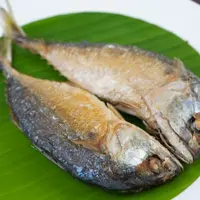 Ilustrasi ikan peda. (Foto: Freepik)