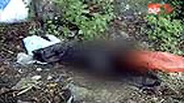 Bayi Dibuang Orangtuanya Hingga Membusuk