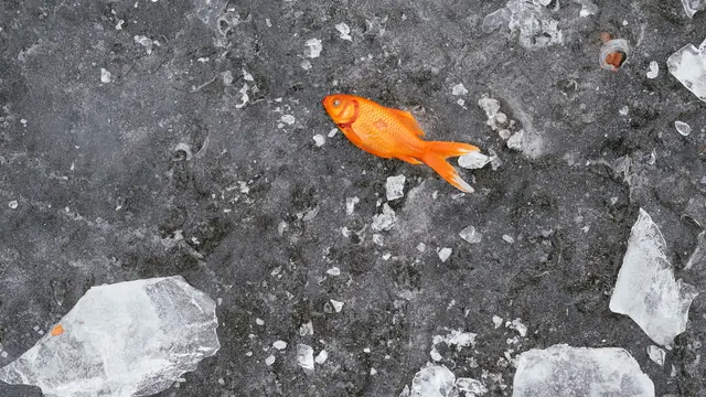 ilustrasi ikan mati