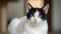 10 Manfaat Memelihara Kucing untuk Kesehatan Fisik dan Mental
