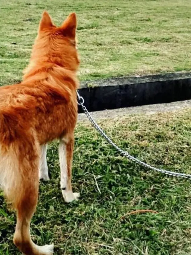 Kisah Haru Anjing Setia yang Mati Melawan Ular Berbisa untuk Lindungi Tuannya