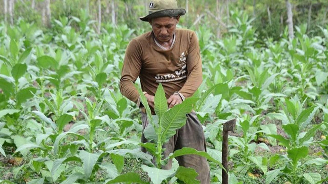 Minta Kepala Daerah Lindungi Ekosistem Pertembakauan, MPKI: Pertembakauan Tulang Punggung Ekonomi Jutaan Rakyat