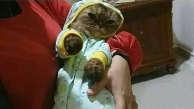 6 Kelakuan Emak-Emak Pelihara Kucing Bak Anak Sendiri Ini Kocak
