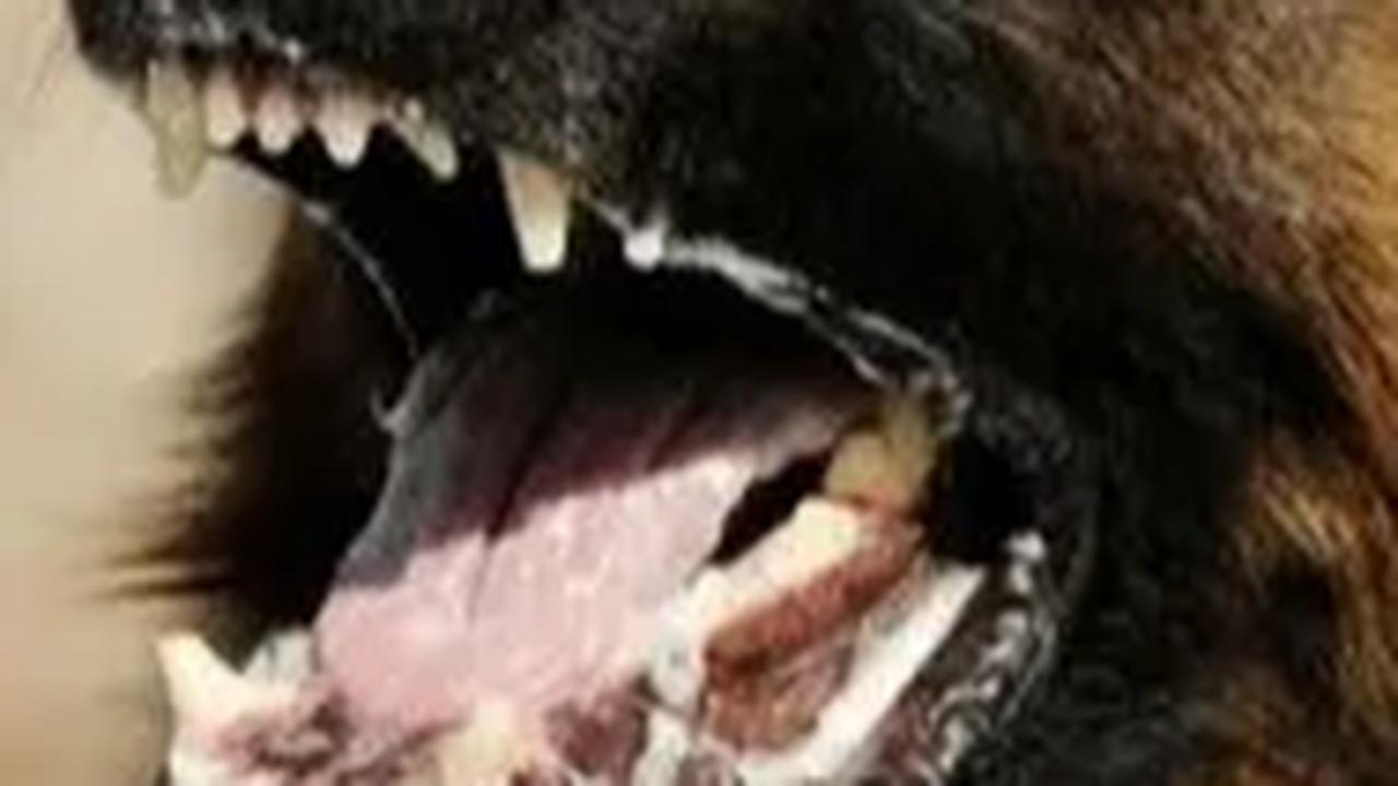Rabies Kembali Renggut Nyawa, Bocah 6 Tahun di NTT Meninggal Setelah Dagunya Digigit Anjing