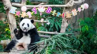 Potret Menggemaskan Panda Yi Yi Rayakan Ulang Tahun Ke-2 di Malaysia
