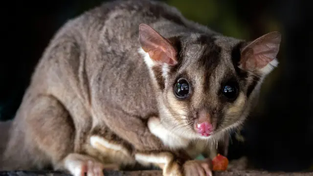 Sugar glider