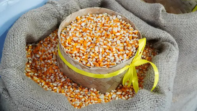 Indonesia menargetkan swasembada jagung. (Dok Kementan)