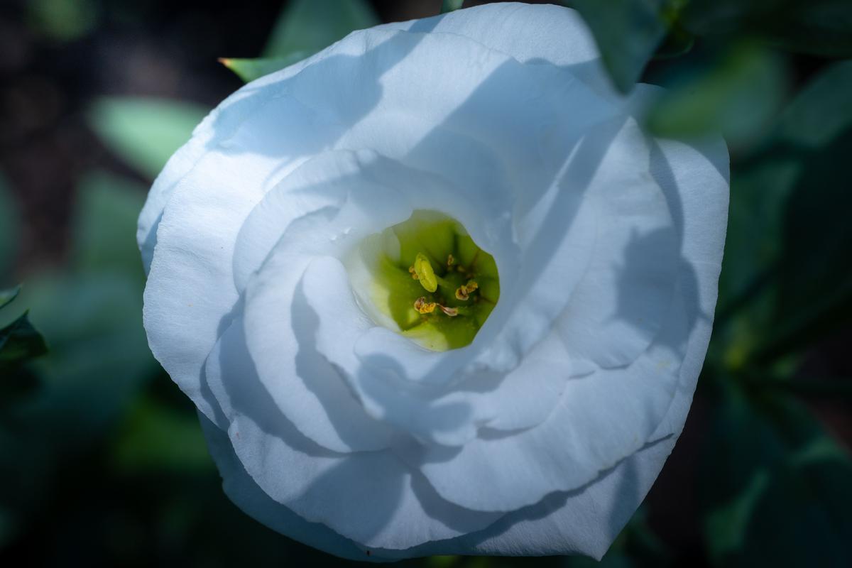 Ilustrasi Bunga Lisianthus