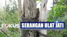Pihak kepolisian mengimbau agar pengendara tetap tenang dan tidak panik saat kejatuhan ulat agar terhindar dari kecelakaan.