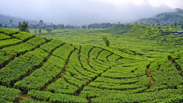 [Bintang] 4 Kebun Teh Terindah Bandung Yang Wajib Dikunjungi