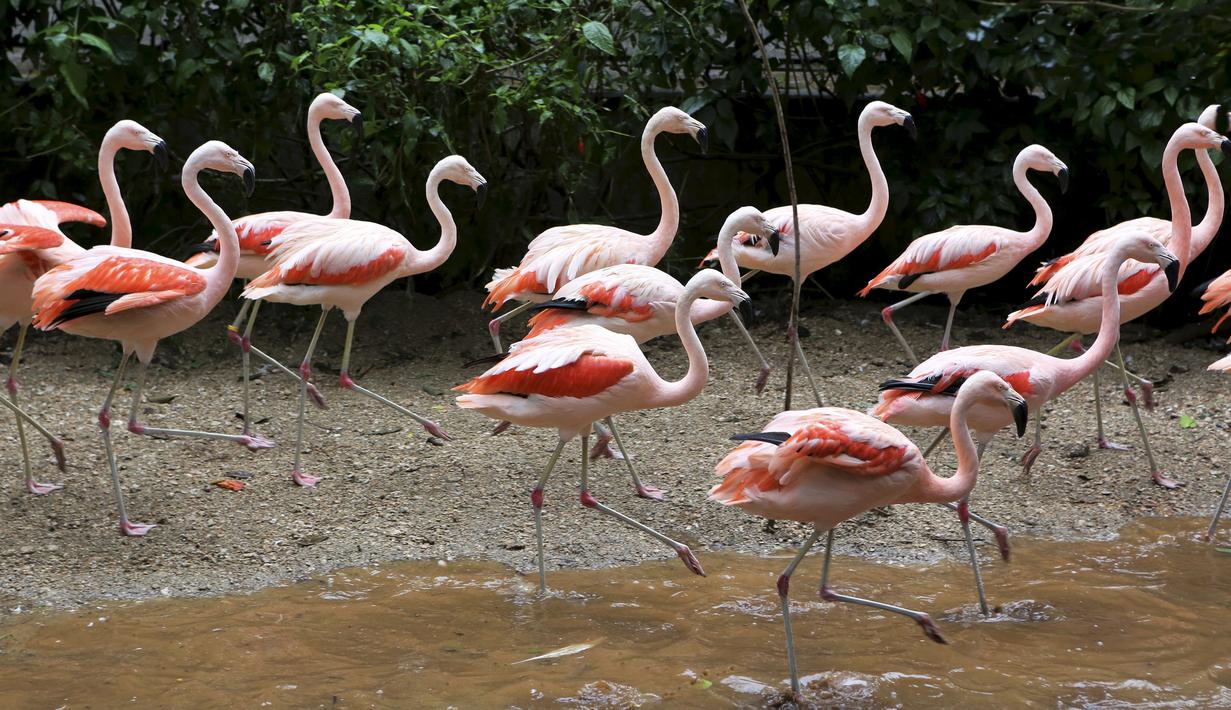 Gambar Binatang Flamingo - Guru Paud