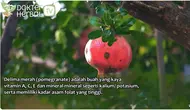 Dokter Herbal Ungkap Cara Manfaatkan Delima Merah untuk Kecantikan