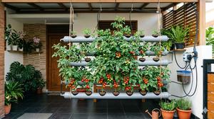 Cara Membuat Kebun Tomat Vertikal di Lahan Sempit, Hemat Tempat dan Tetap Produktif