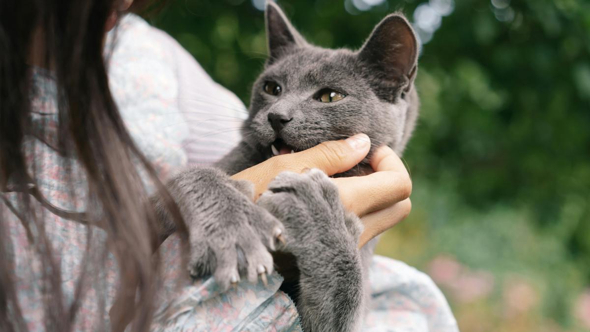 100+ Rekomendasi Nama Kucing Betina Abu Abu, Temukan Nama untuk Teman Berbulumu