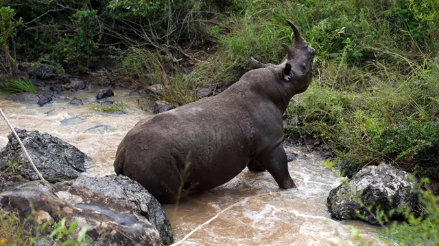 Kenya Merelokasi Badak